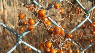 ヘクソカズラ 有毒 サバイバル生活大辞典